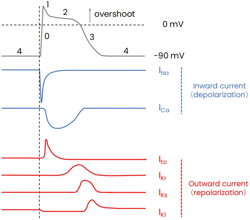 Cardiac action potential and ionic currents