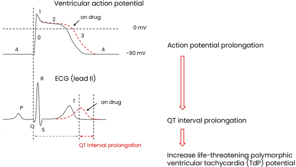 QT interval prolongation associated with hERG block