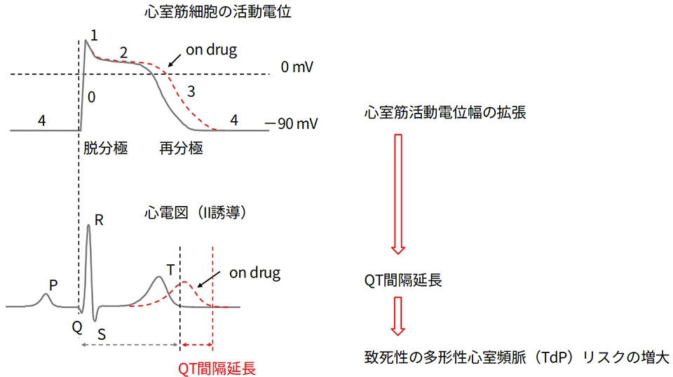 hERG阻害によるQT間隔延長