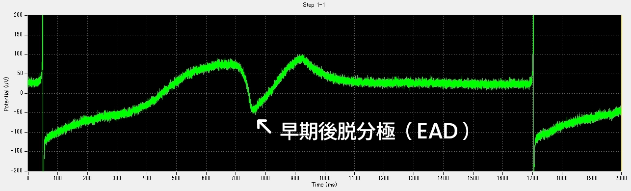 EAD様波形の発生（矢印、E-4031 30 nM）